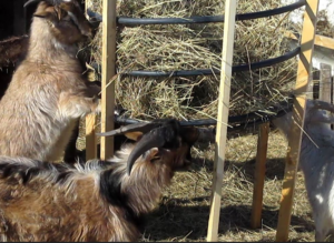Кормушки для коз – схемы, чертежи, советы