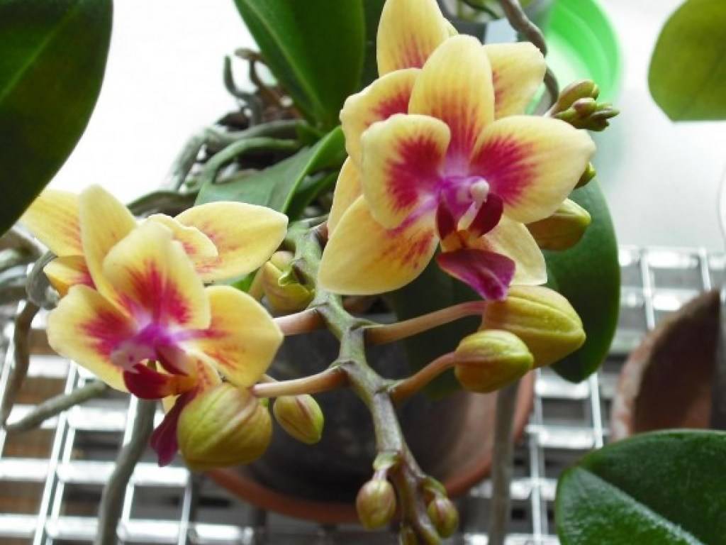 Какое нужно удобрение для цветения орхидей?