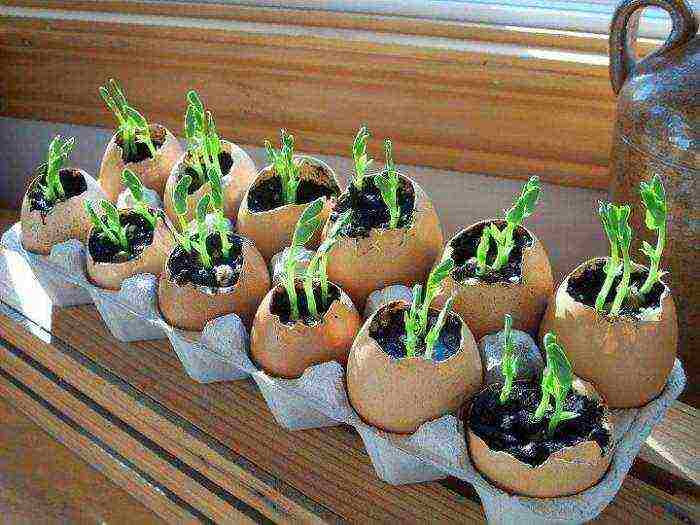 Как правильно посадить и вырастить рассаду огурцов в домашних условиях