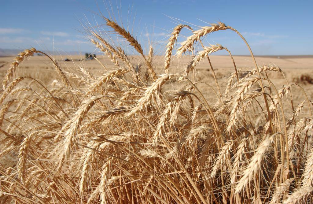 Десикация посевов пшеницы и других зерновых колосовых культур