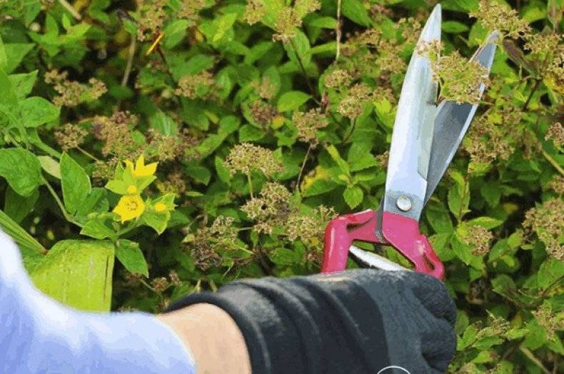 Как выбрать садовые ножницы: особенности инструментов и их применение