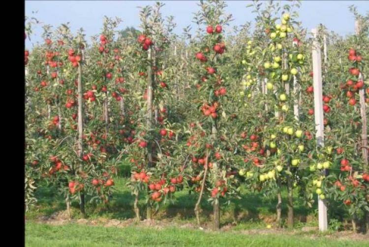 Правильная обрезка колоновидных яблонь. рекомендации профессиональных садоводов