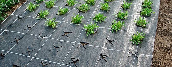 Посадка на агроволокно. отличный способ выращивания растений без сорняков