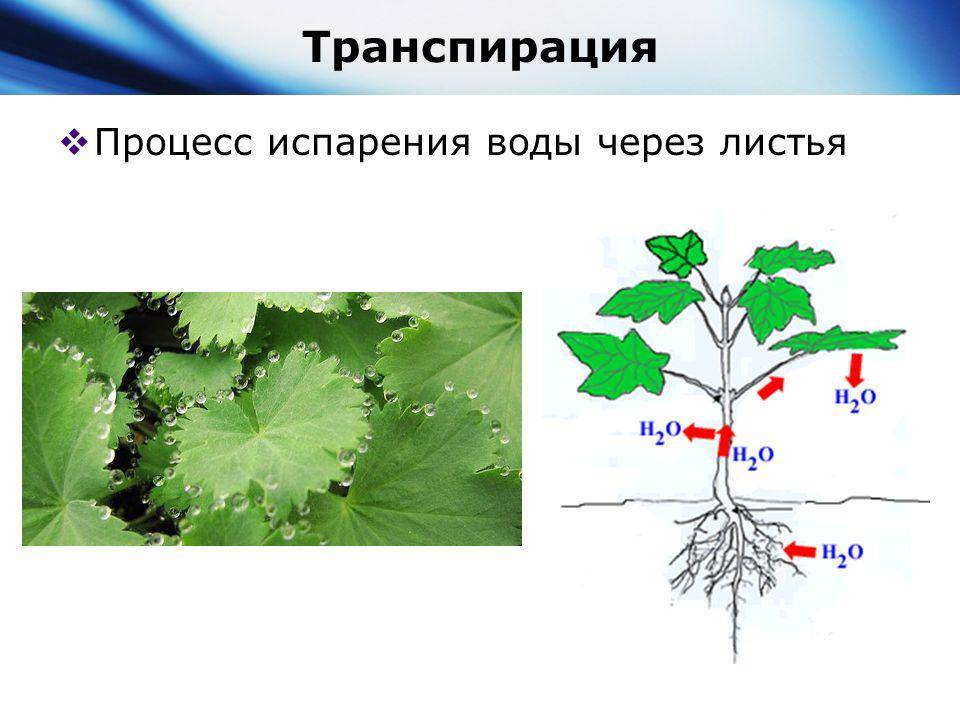 Транспирация рисунок биология