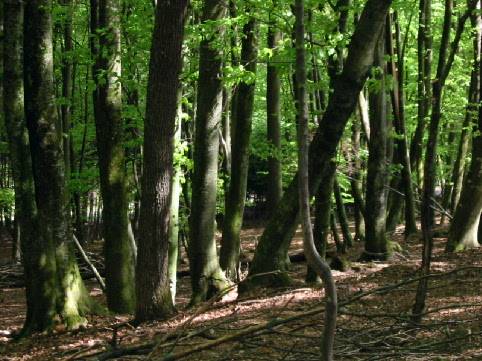 Бук лесной (европейский): описание и фото