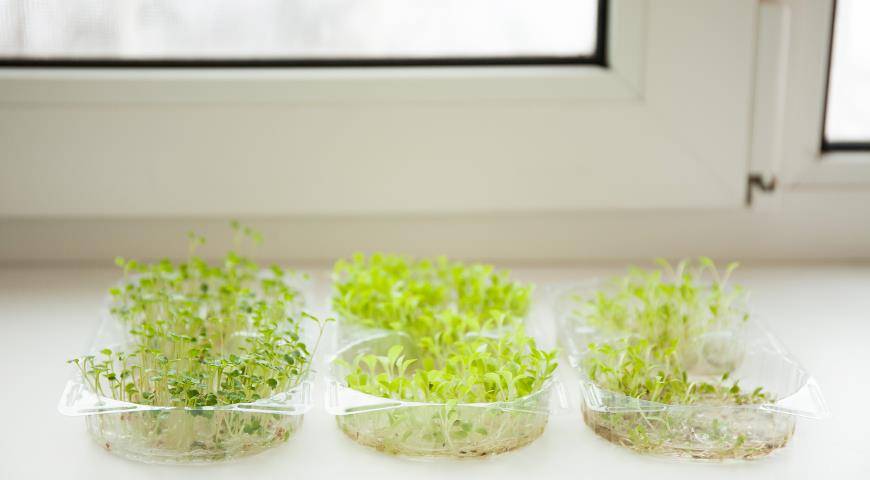 Микрозелень в домашних условиях – идеальный продукт вашего рациона