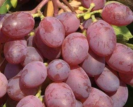 Сорта винограда для северо-запада россии: фото и описание