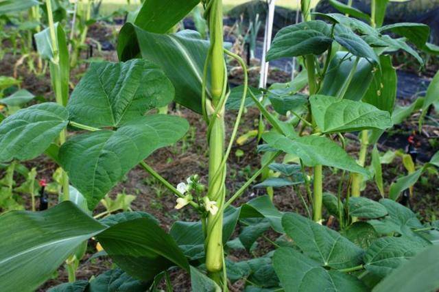 Когда сажать семена кукурузы в открытый грунт в подмосковье, агротехника выращивания