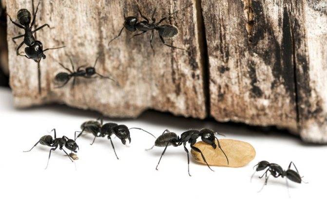 Как используется борная кислота от муравьев в саду и дома