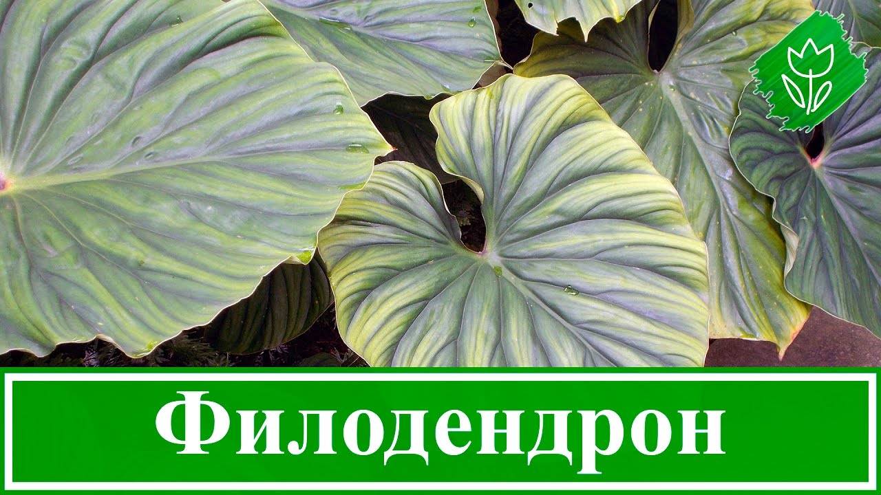 Филодендрон: виды растения и особенности выращивания в домашних условиях