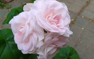 Пеларгония розебудная — как ухаживать за геранью