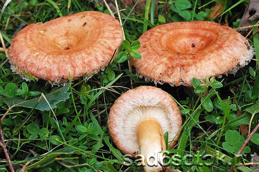 Какие грибы растут в подмосковье: разновидности и их описание