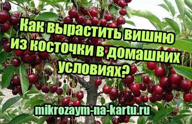 Выращивание сливы из косточки