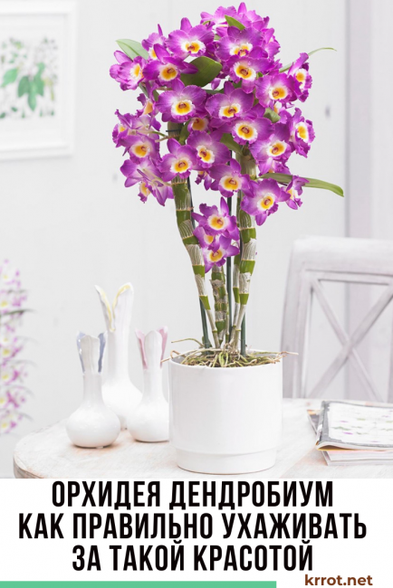 Орхидея дендробиум нобиле — уход и размножение в домашних условиях