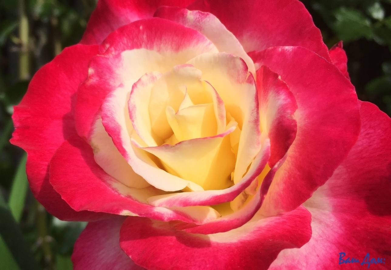 Почему роза не цветёт: спасаем королеву сада