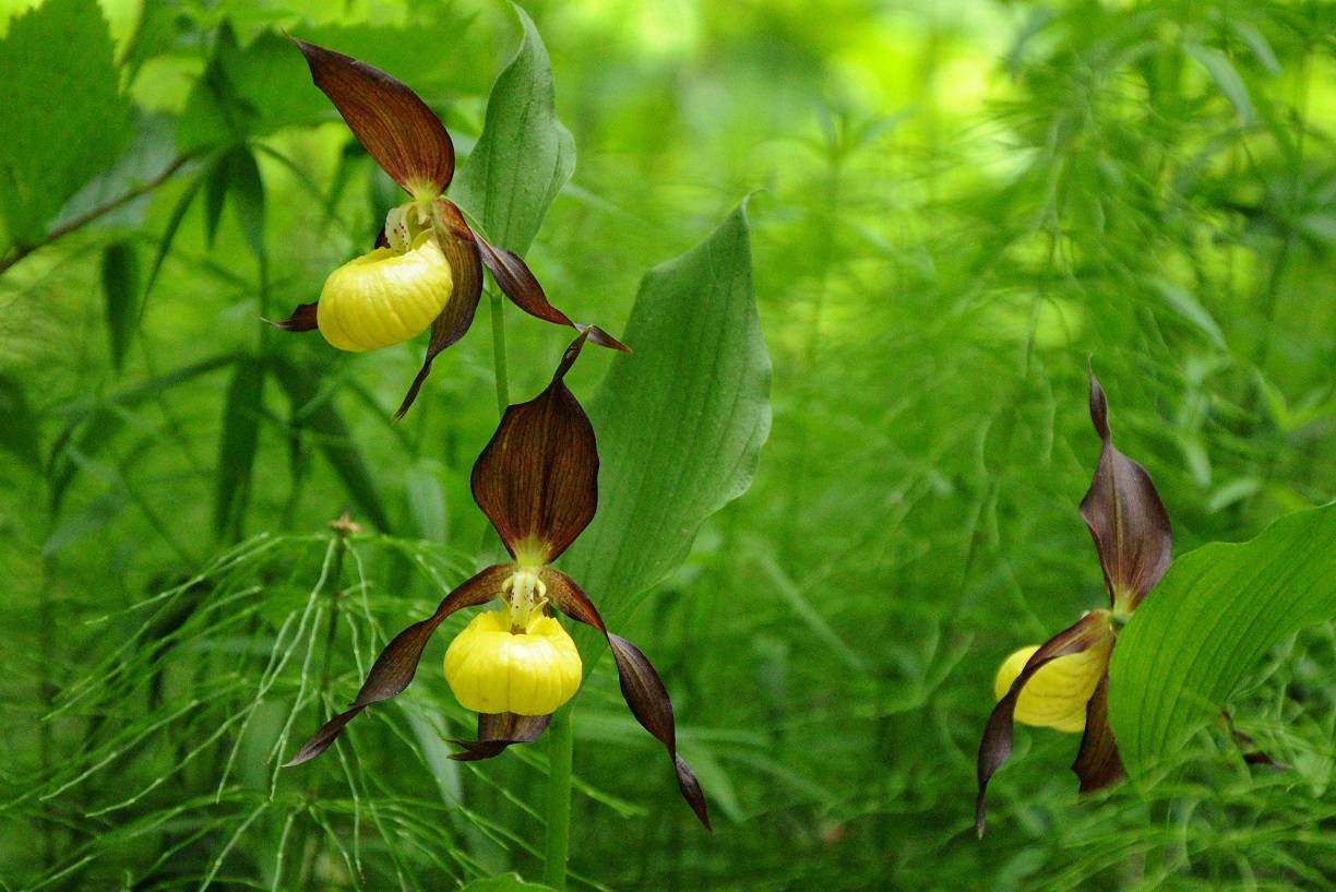 Необычные северные орхидеи: описание и уход
