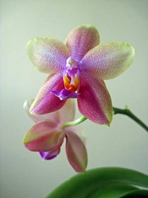 Не цветет орхидея, что делать и какие причины отсутствия бутонов