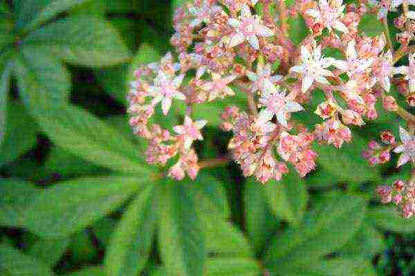 Роджерсия: особенности выращивания экзотического растения