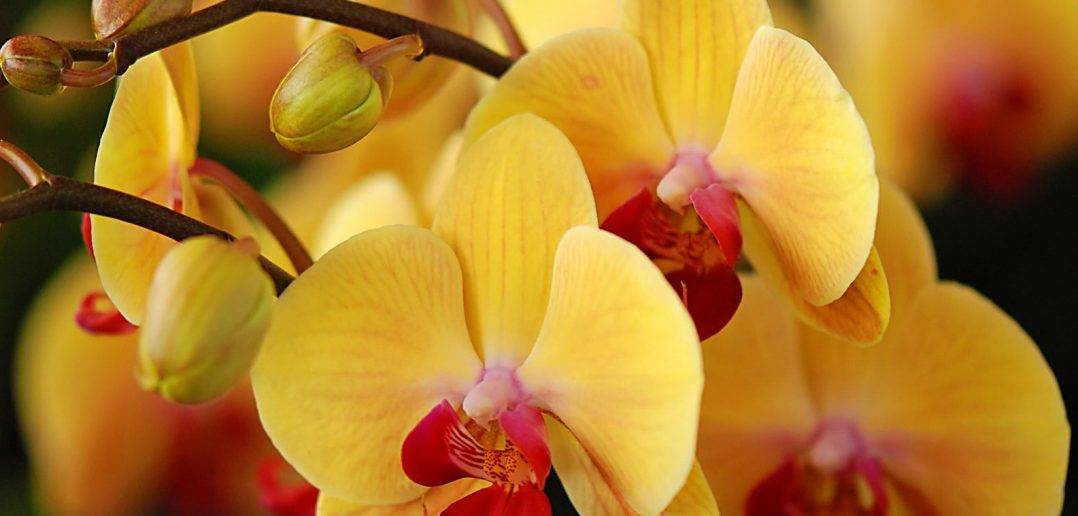 Янтарная кислота — волшебная подкормка для орхидей