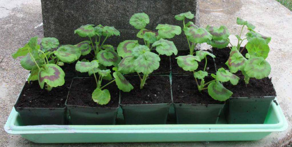 Всё о семенах пеларгонии: как посадить и вырастить в домашних условиях пошагово?
