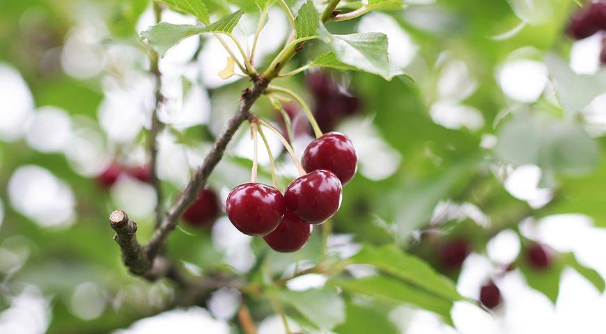 Черешня ипуть: отзывы, фото, описание ягодного сорта плодового дерева