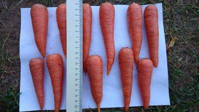 Морковь посадка и уход в открытом грунте, особенности выращивания