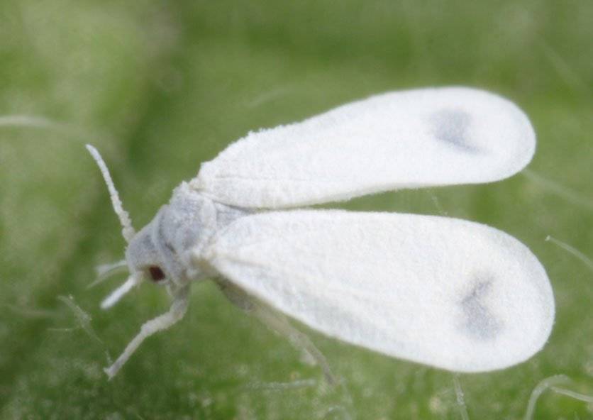 Борьба с белокрылкой в открытом грунте: избавляемся от насекомого навсегда