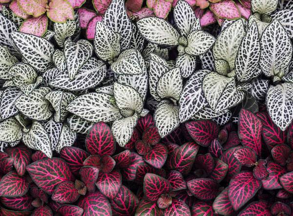 Фиттония: правила ухода за декоративно-лиственной красавицей