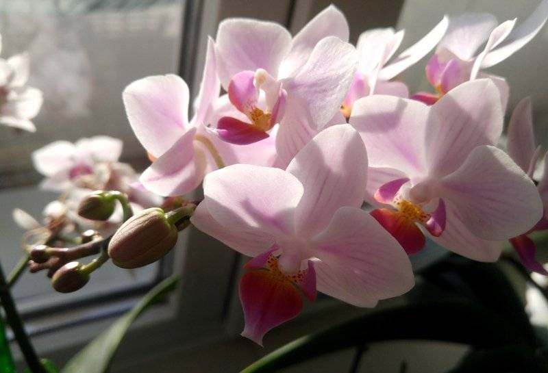 Орхидея не цветёт в домашних условиях: как заставить проснуться прекрасный фаленопсис?