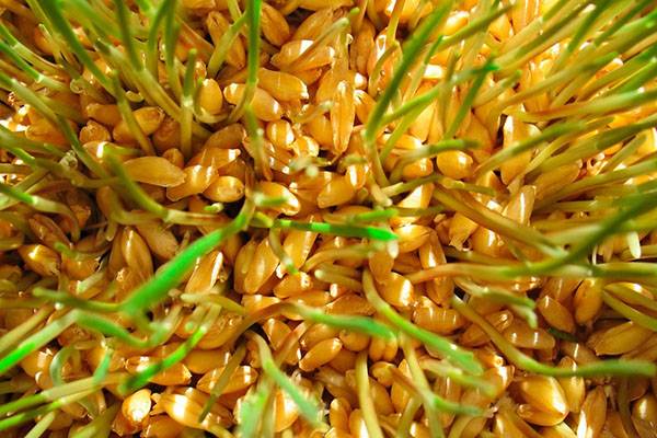 Советы и правила проращивания пшеницы для самогона