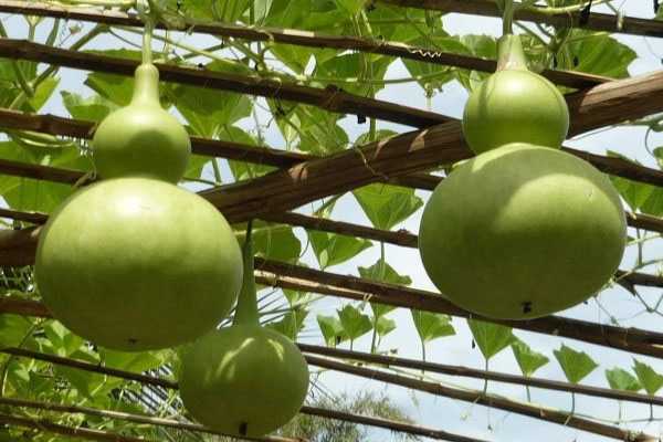 Лагенария тыква — выращивание, семена, фото и описания видов и сортов, видео