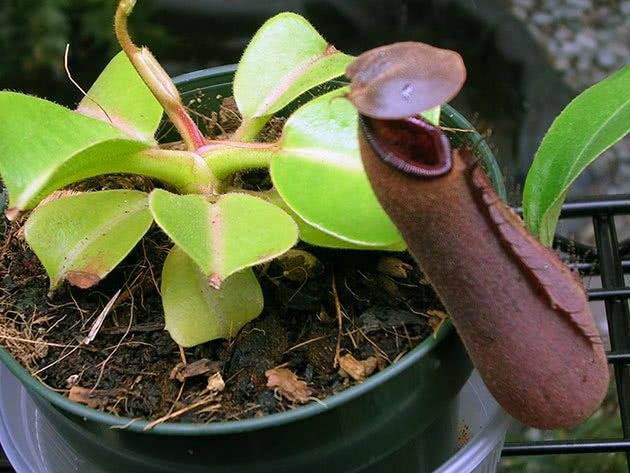 Самое крупное хищное растение — непентес раджа