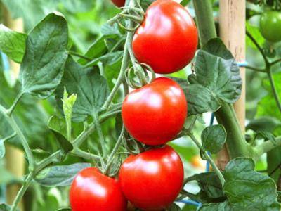 Сорта томатов для выращивания в ленинградской области