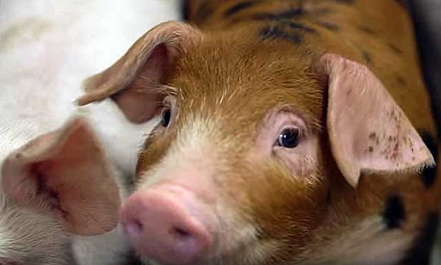 Статьи по содержанию свиней на piginfo | технология содержания подсосных поросят