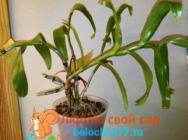 Особенности ухода в домашних условиях за орхидеей дендробиум — полезные советы. фото растения
