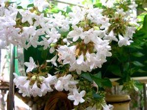 Уход в домашних условиях за цветком абелия: фото и описание растения