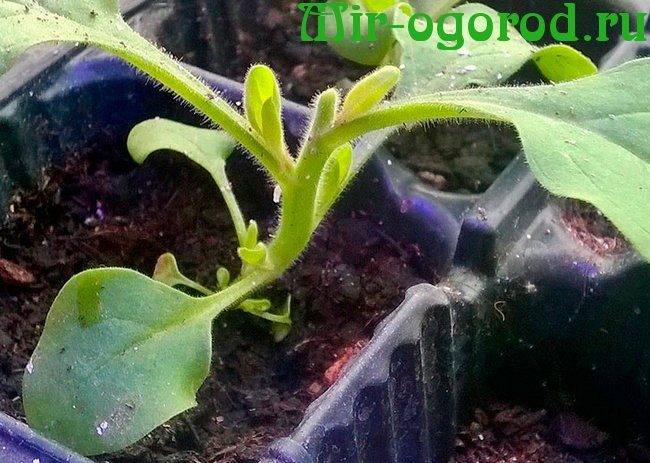 Ампельная петуния — выращивание в кашпо и уход