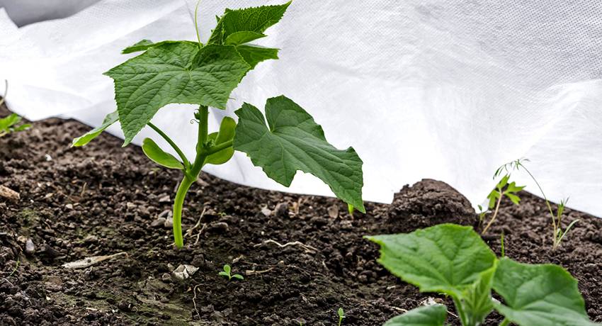 Правильная технология выращивания клубники под агроволокном осенью и весной: схема посадки и полив