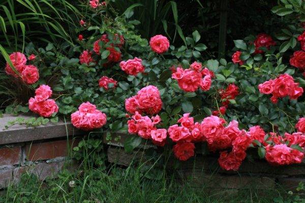 Как ухаживать за розами в саду