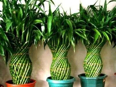 Драцена сандера: выращиваем комнатный бамбук счастья дома