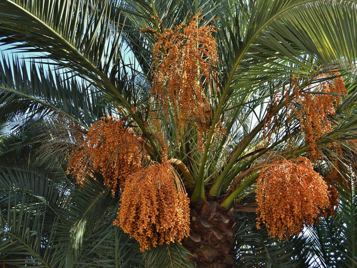 О приметах и суевериях, связанных с домашними пальмами