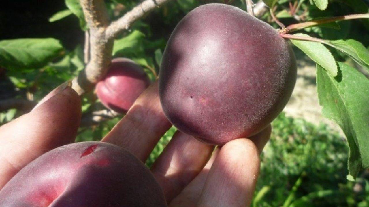 Абрикос фаворит – сладкие и сочные плоды для всей семьи