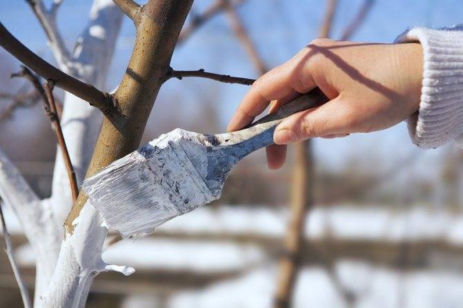 Как правильно ухаживать за яблоней весной после зимы: обработка, защита от болезней и вредителей
