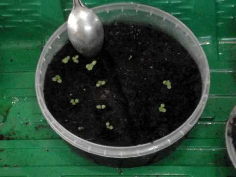 Как посадить клубнику семенами на рассаду