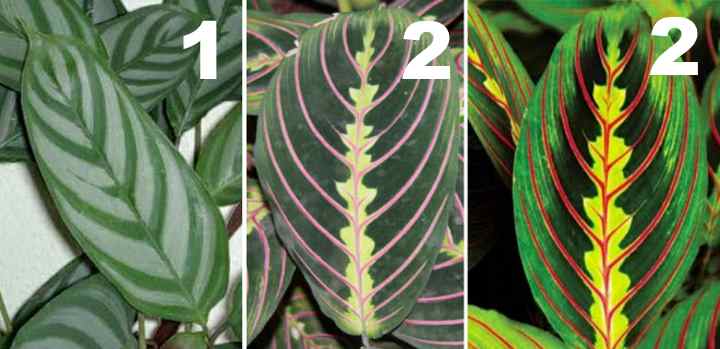 Маранта трехцветная: молитвенное растение (и другие виды с фото)