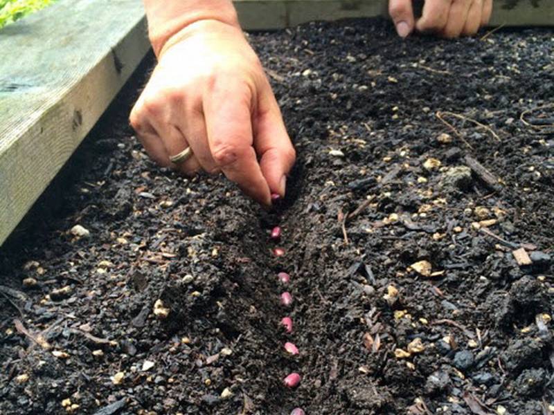 Как правильно посадить стручковую фасоль в открытый грунт?