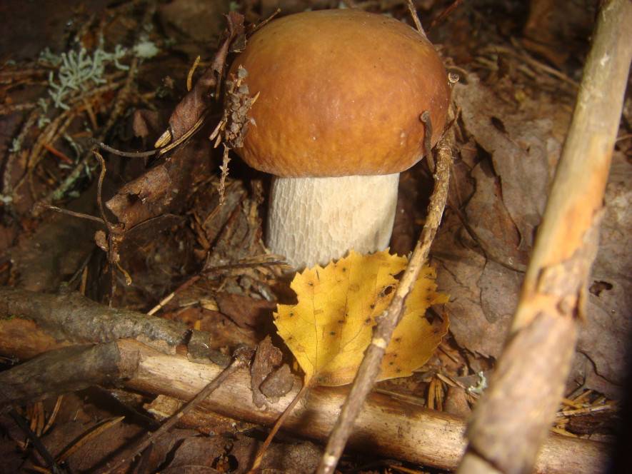 Время сбора грибов в лесу: советы начинающему грибнику