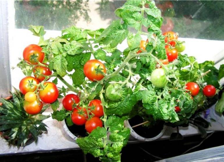 Как улучшить вкус помидоров и отчего он зависит
