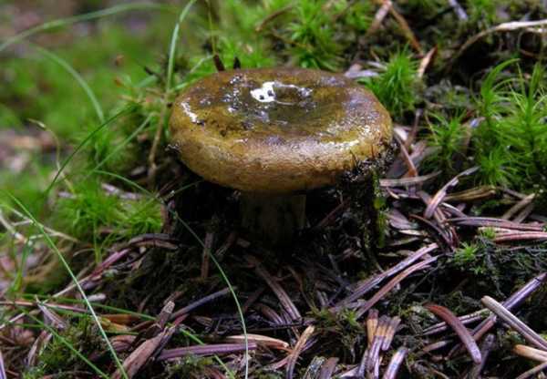 Черные грузди. описание. лесные грибы