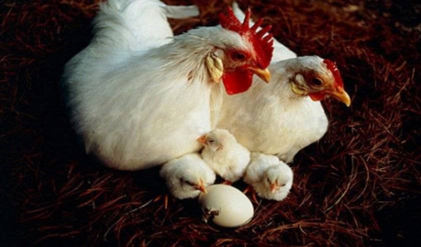 Как определить пол цыпленка и когда можно это делать
